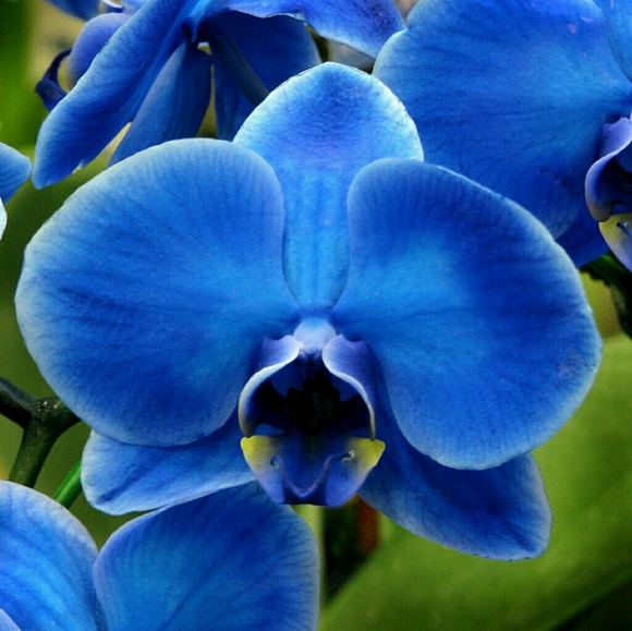 blue3535
